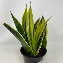 Sansevieria  'Golden Flame'