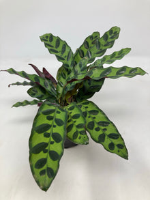 Calathea Lancifolia ’Rattlesnake Plant’
