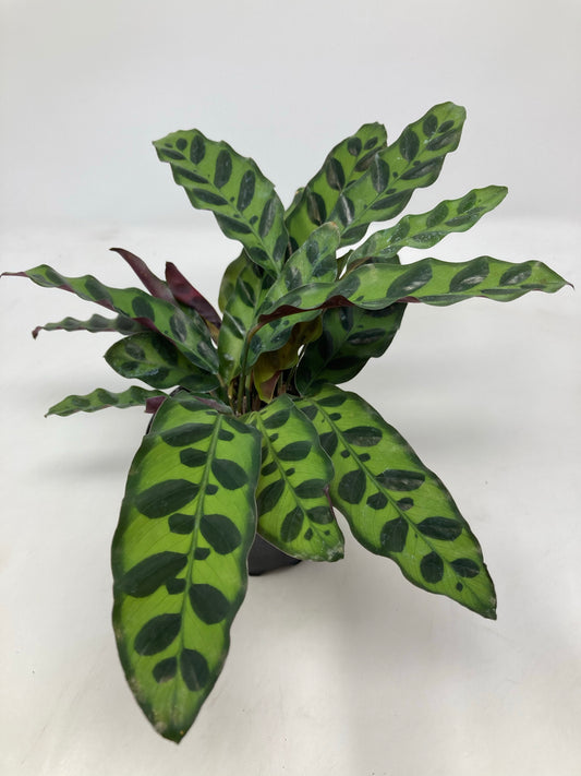 Calathea Lancifolia ’Rattlesnake Plant’