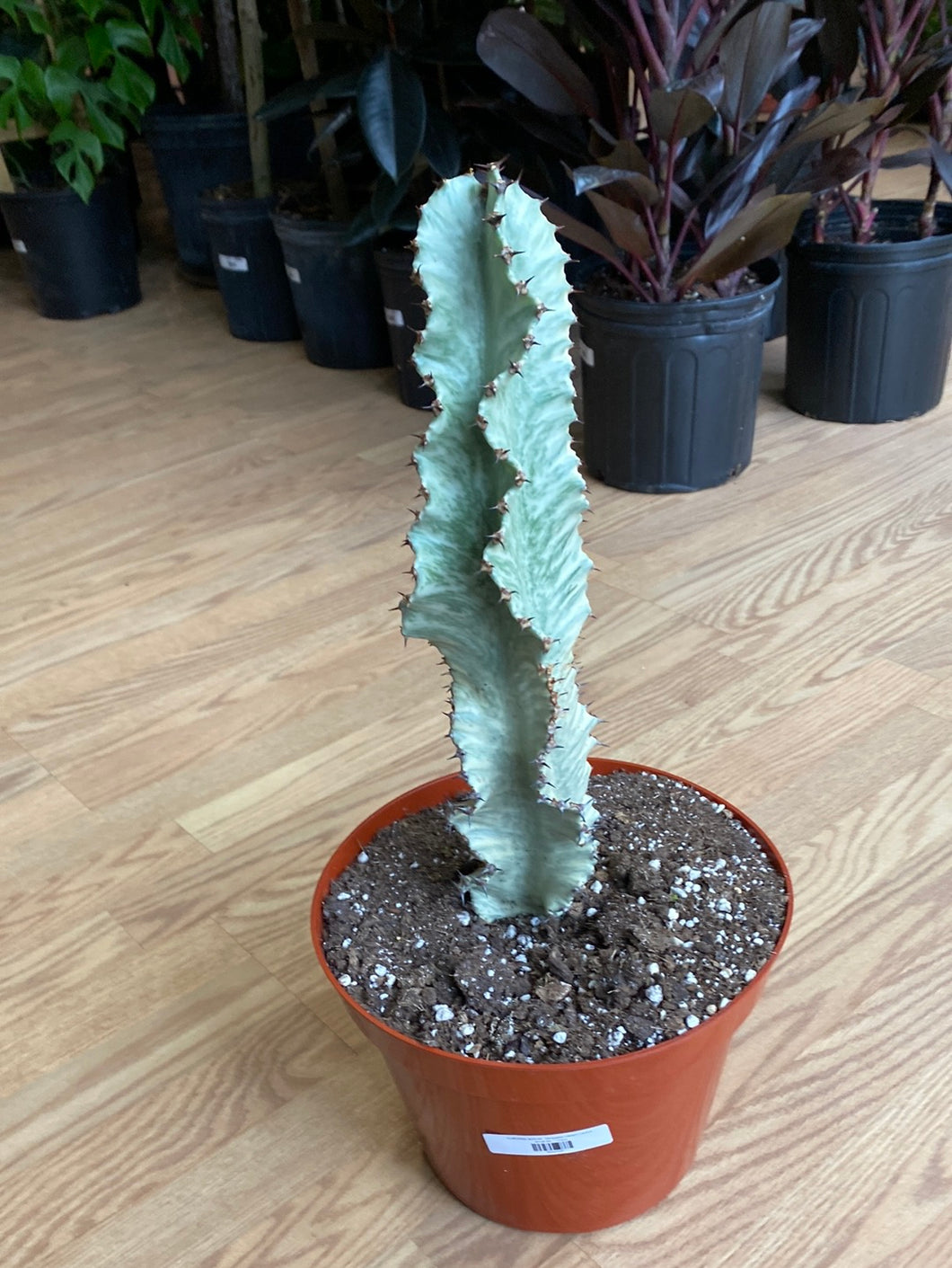 Euphorbia ammak ‘Varigated Desert Cactus’