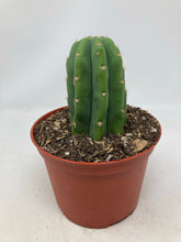 Load image into Gallery viewer, Echinopsis Pachanoi &#39;San Pedro Cactus&#39;
