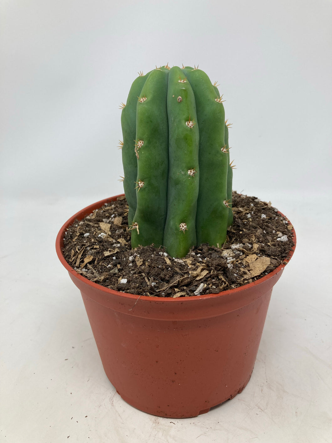 Echinopsis Pachanoi 'San Pedro Cactus'