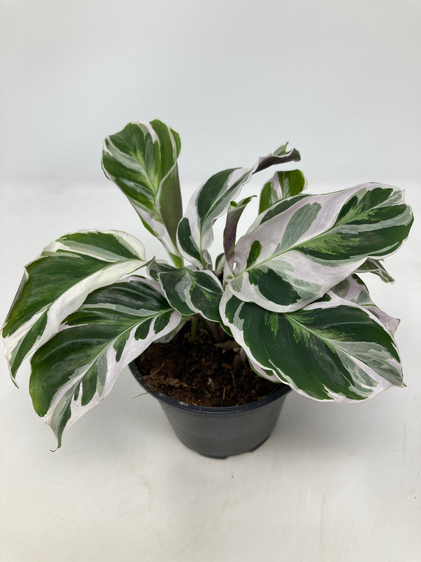 Calathea Lietzei ’White Fusion’