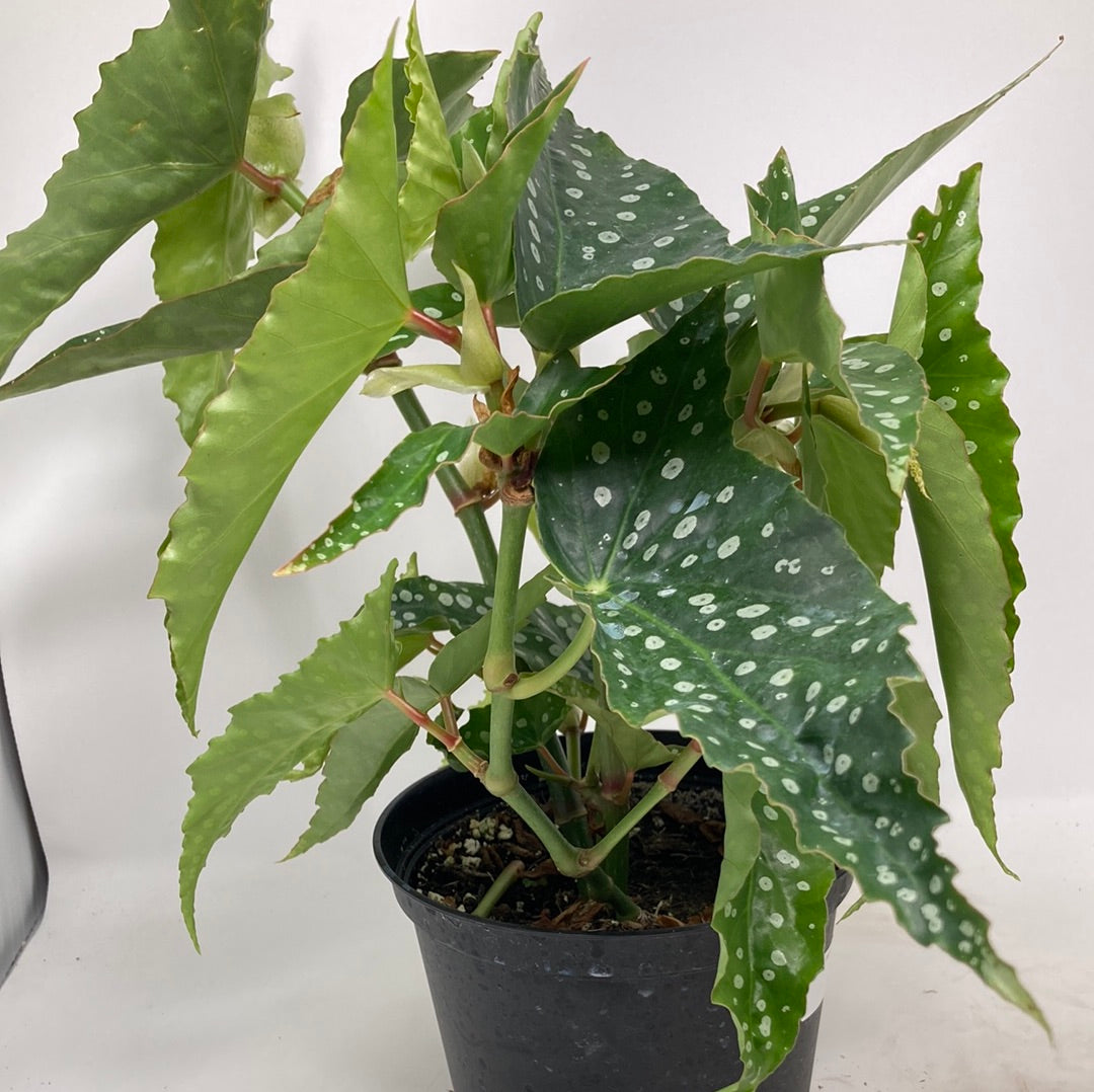 Begonia Coccinea 'Special Angel'