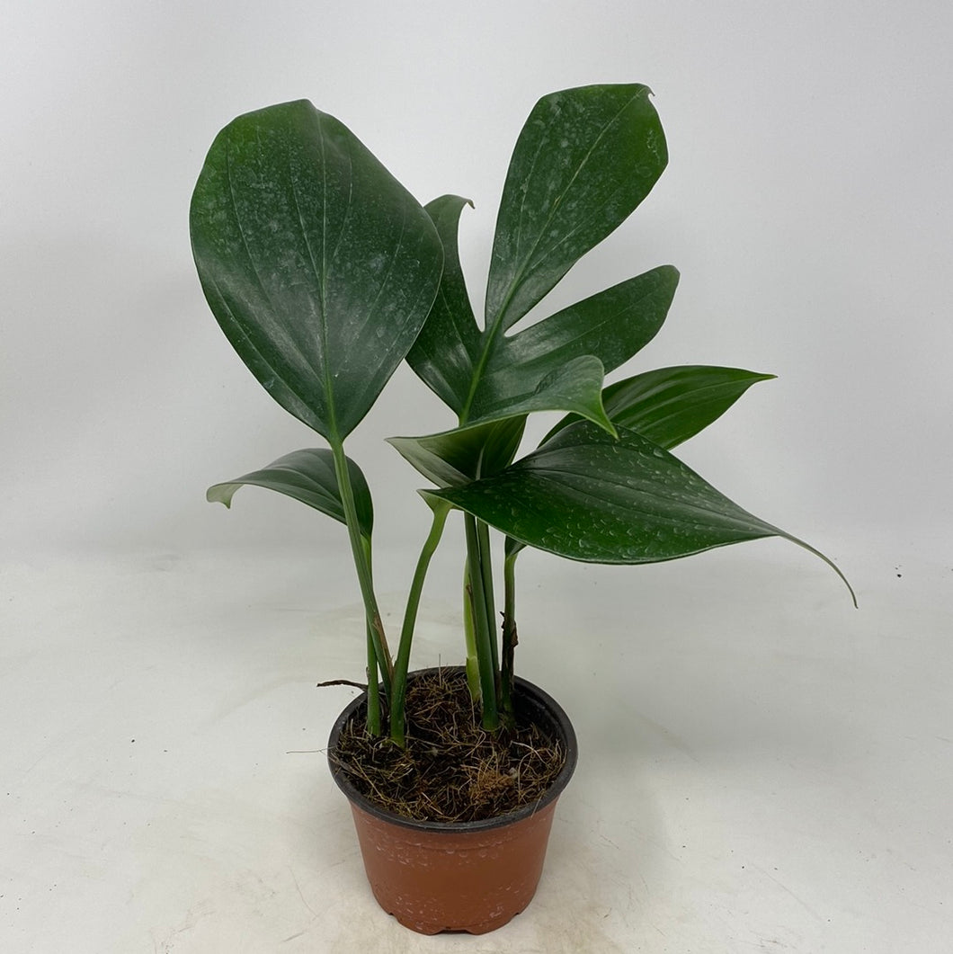 Rhaphidophora Decursiva 'Dragon Tail Plant'
