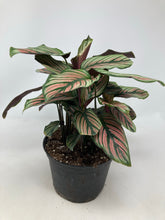 Load image into Gallery viewer, Calathea majestica &#39;White Star&#39;
