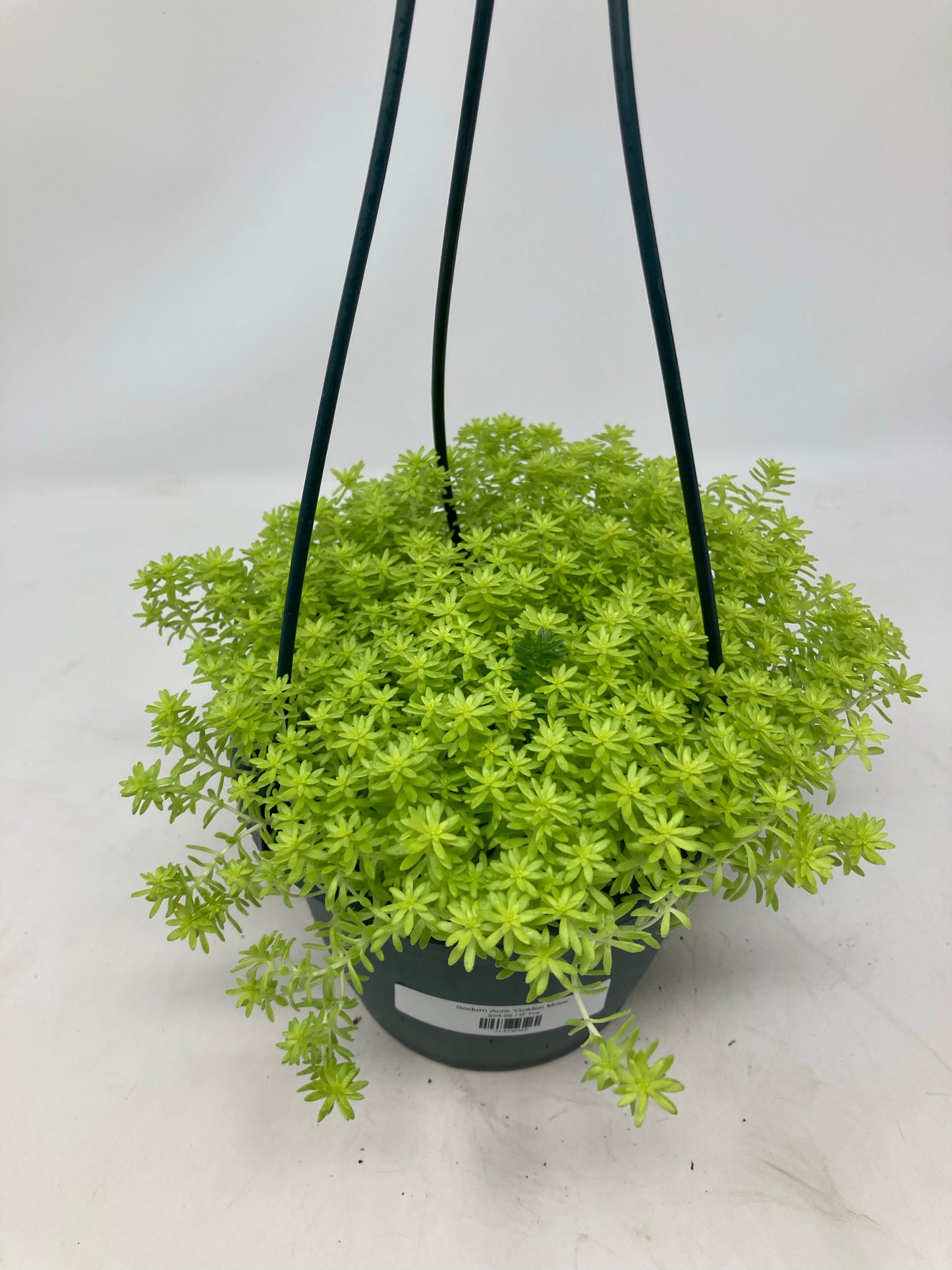Sedum Acre ‘Tokyo Sun’