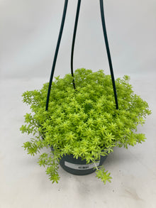 Sedum Acre ‘Tokyo Sun’