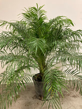 Load image into Gallery viewer, Phoenix Roebelenii ‘Pygmy Date Palm’
