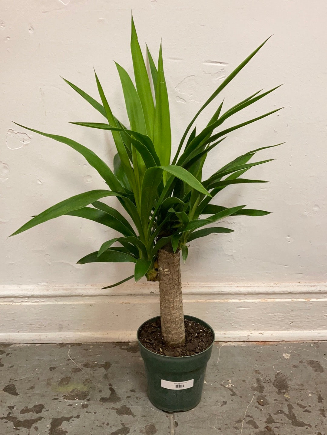 Yucca gigantea 'Yucca' – Snakeroot Botanicals
