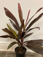 Load image into Gallery viewer, Cordyline Fruticosa &#39;Red Sister&#39;
