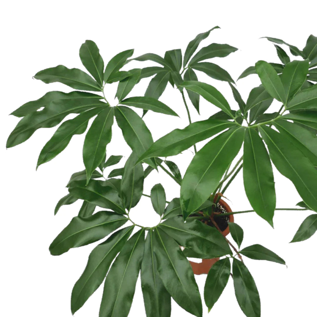 Philodendron goeldii