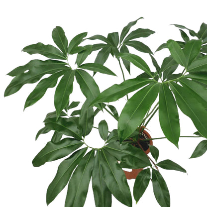 Philodendron goeldii