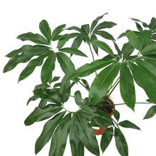 Load image into Gallery viewer, Philodendron goeldii
