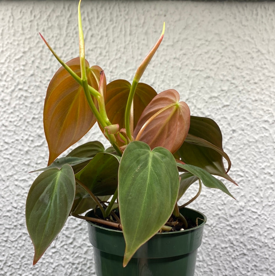 Philodendron 'Micans'