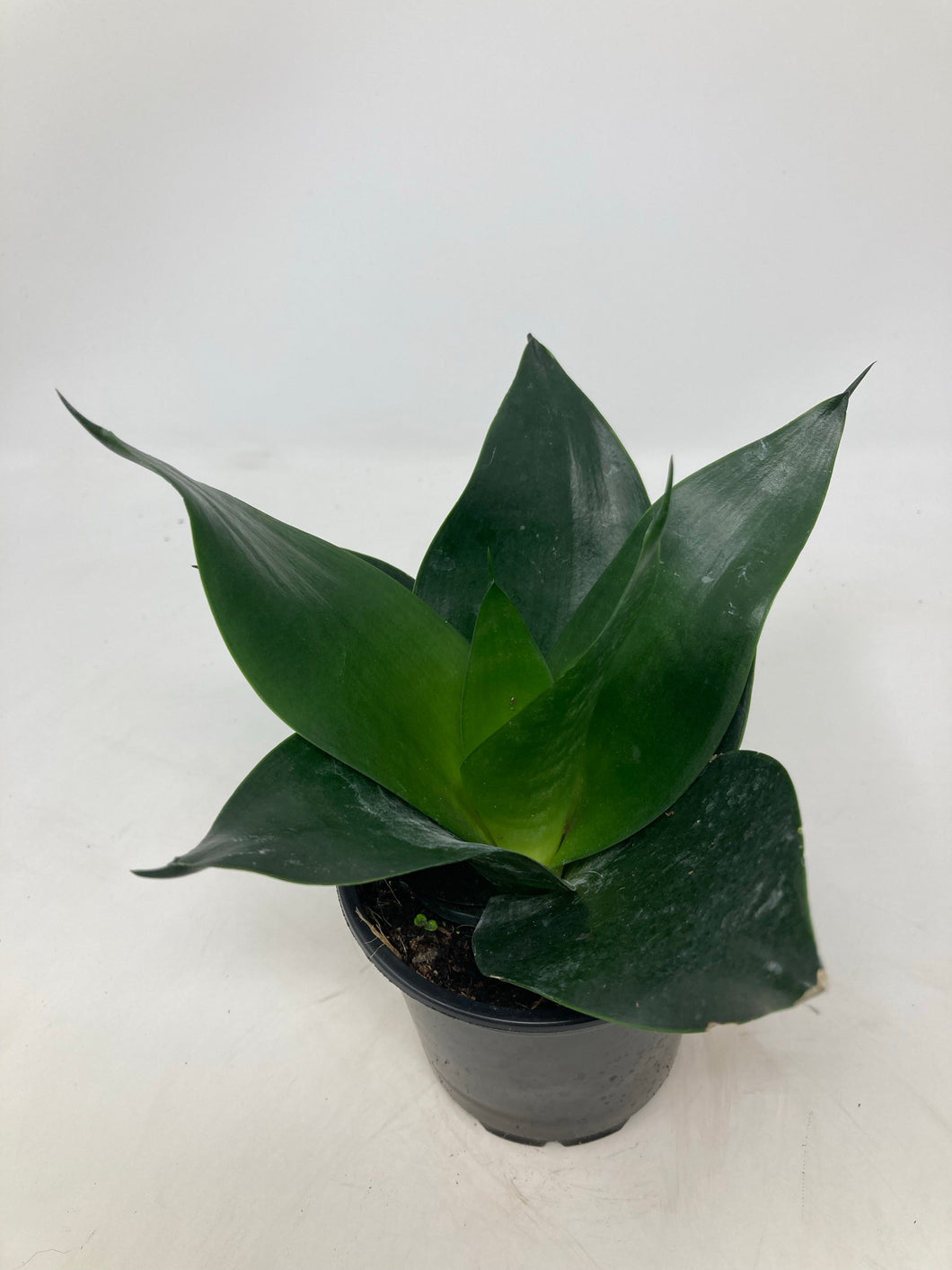 Sansevieria 'Starpower Dark'