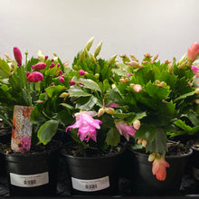 Load image into Gallery viewer, Christmas Cactus - Assorted
