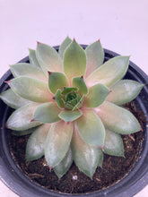 Load image into Gallery viewer, Echeveria ‘Hens &amp; Chicks’

