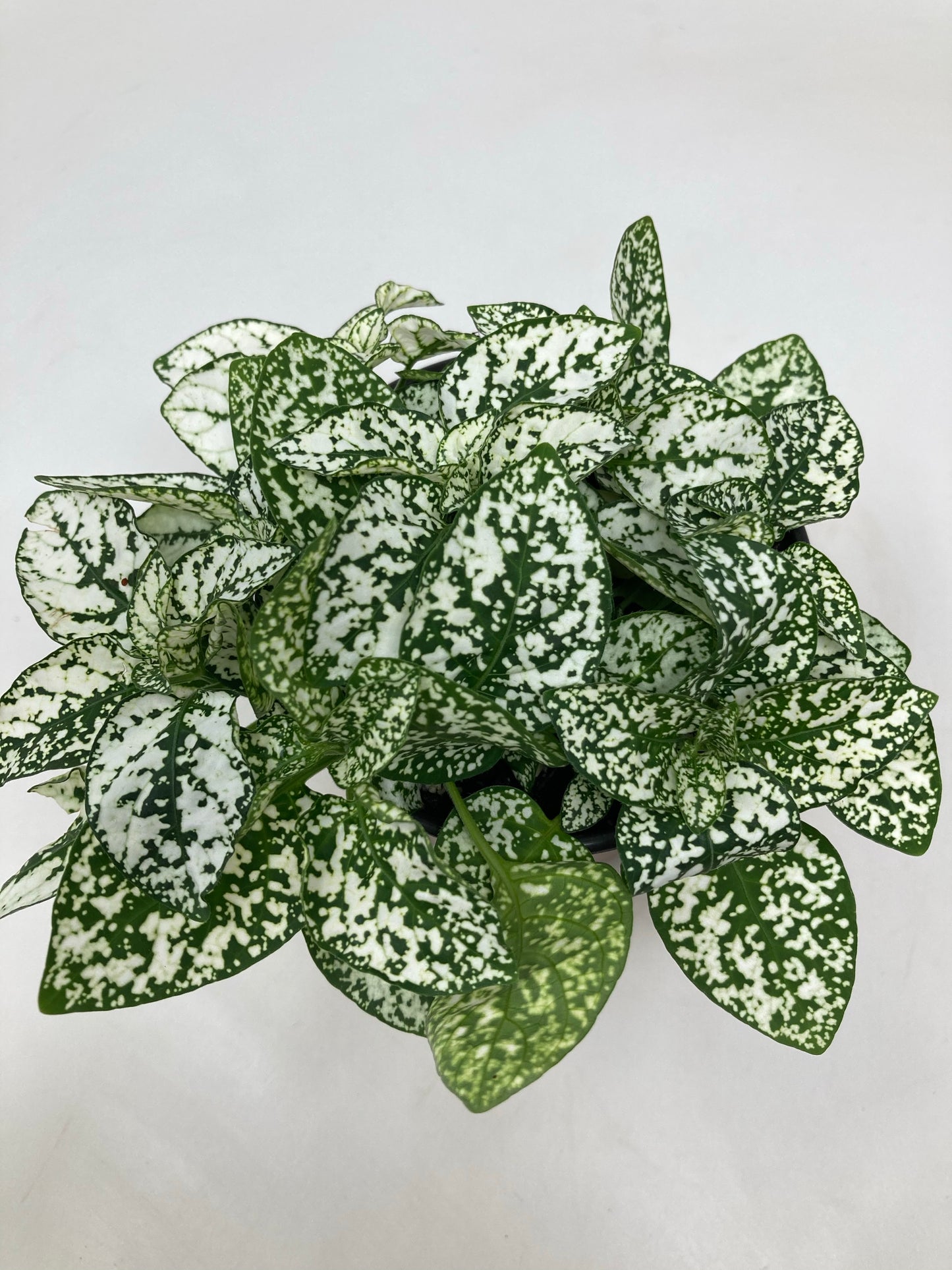 Hypoestes Phyllostachya 'Polka Dot Plant'