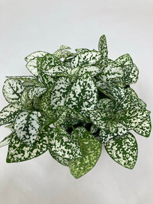 Hypoestes Phyllostachya 'Polka Dot Plant'