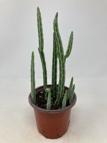 Kleinia Stapeliiformis ‘Pickle Plant’