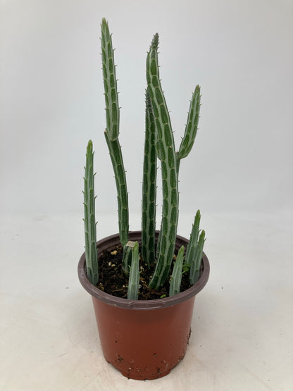 Kleinia Stapeliiformis ‘Pickle Plant’