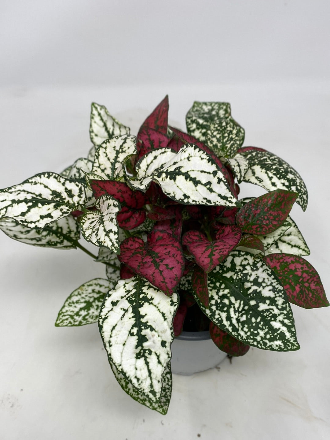 Hypoestes Phyllostachya 'Polka Dot Plant'