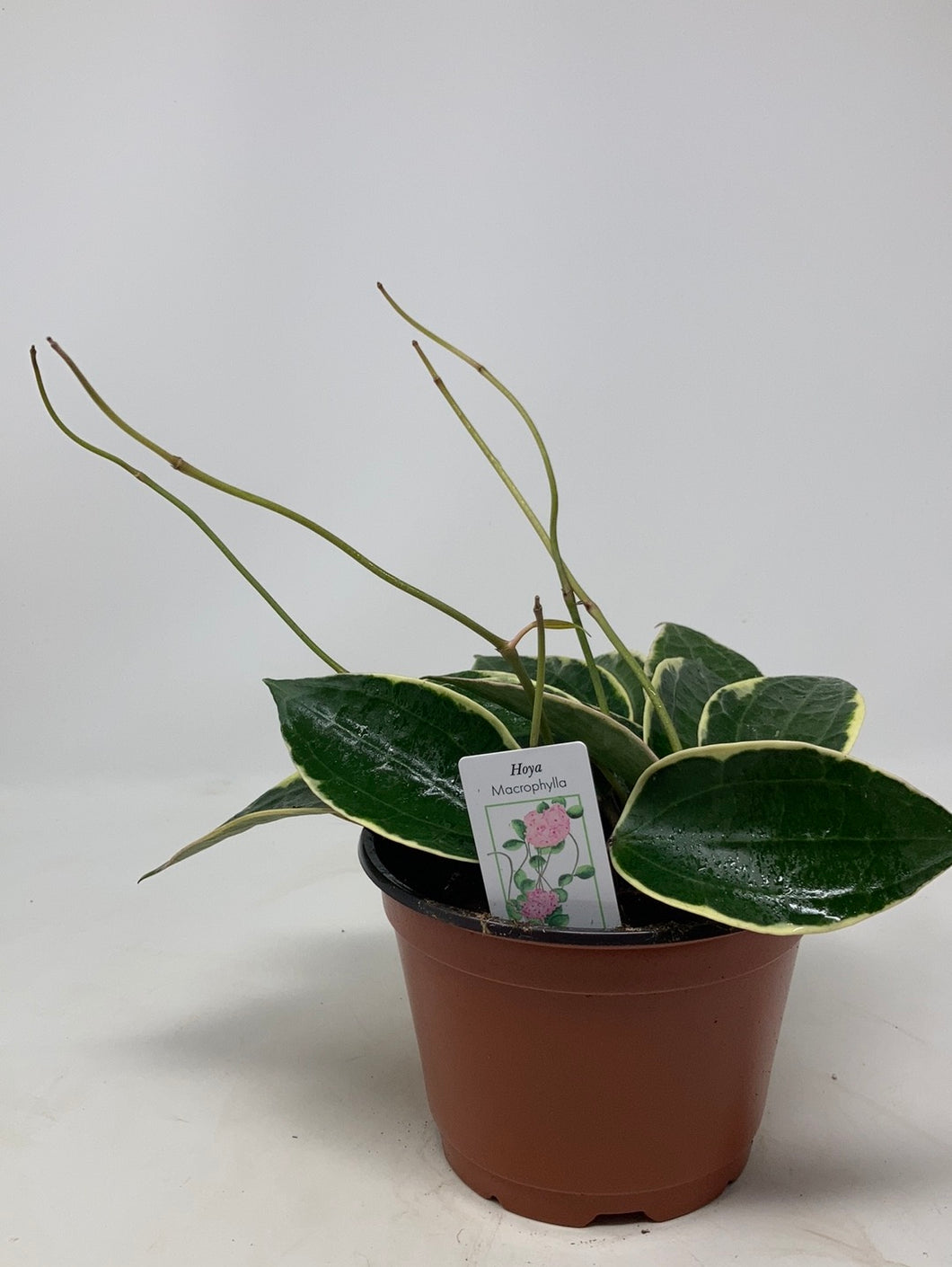 Hoya macrophylla 'Variegata'