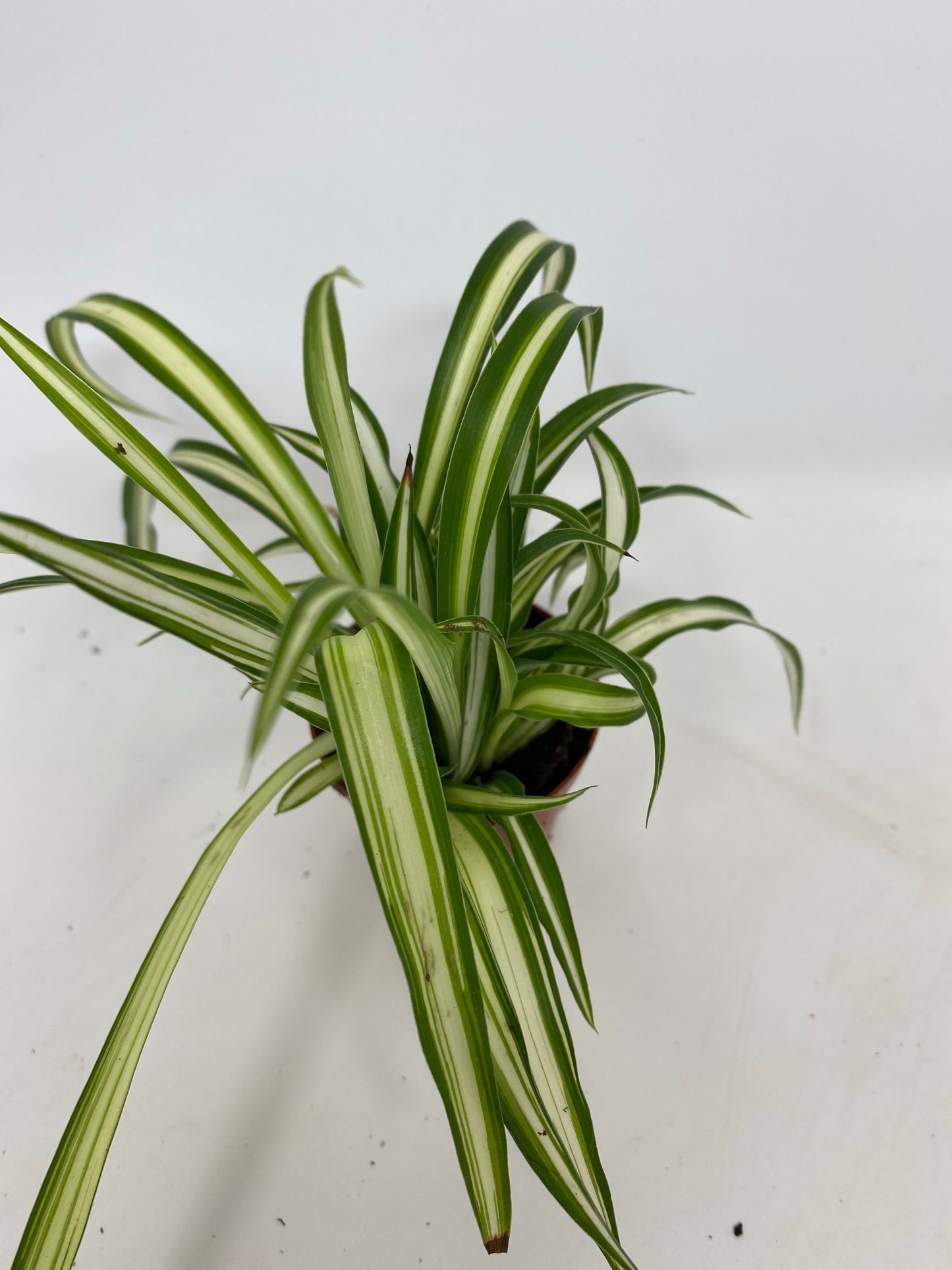 Chlorophytum Comosum 'Spider Plant'