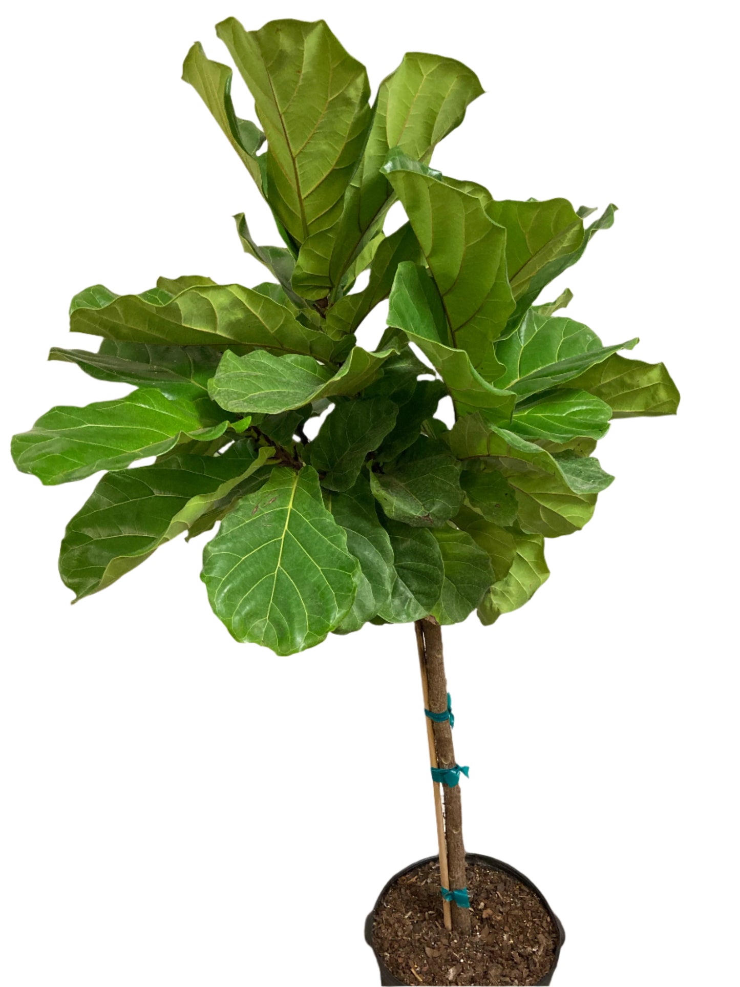 Ficus Lyrata 'Fiddle-Leaf Fig'