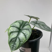 Alocasia baginda ‘Silver Dragon’
