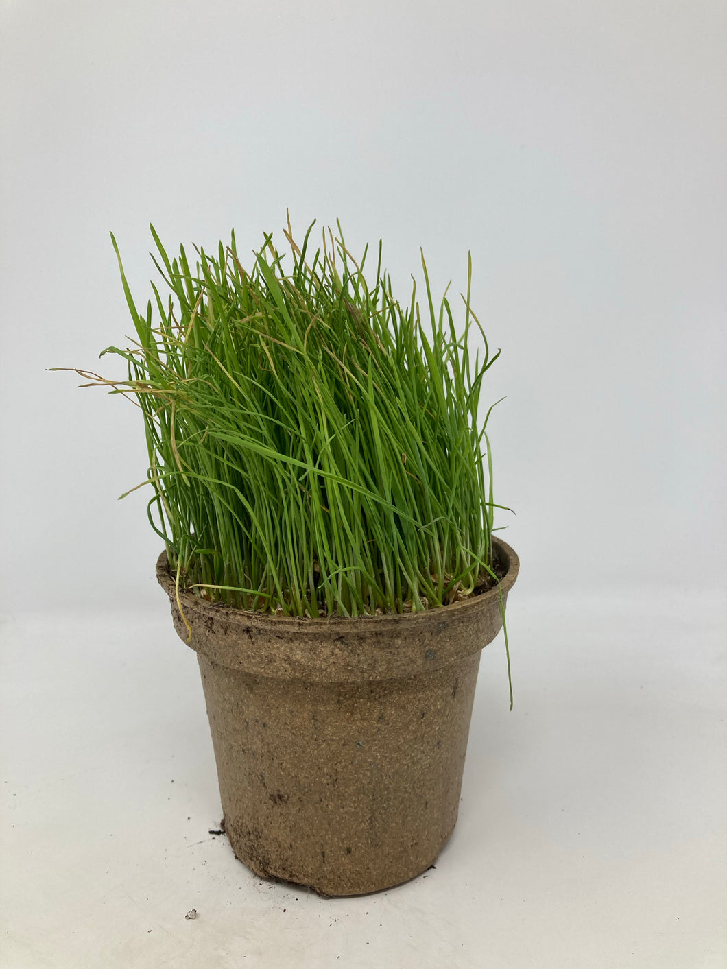 Wheatgrass Plant Organic
