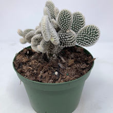Load image into Gallery viewer, Microdasys Opuntia &#39;Bunny Ears Cactus&#39;
