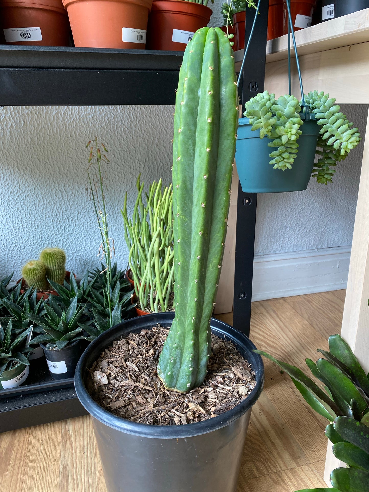 Echinopsis Pachanoi 'San Pedro Cactus'
