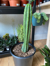 Load image into Gallery viewer, Echinopsis Pachanoi &#39;San Pedro Cactus&#39;

