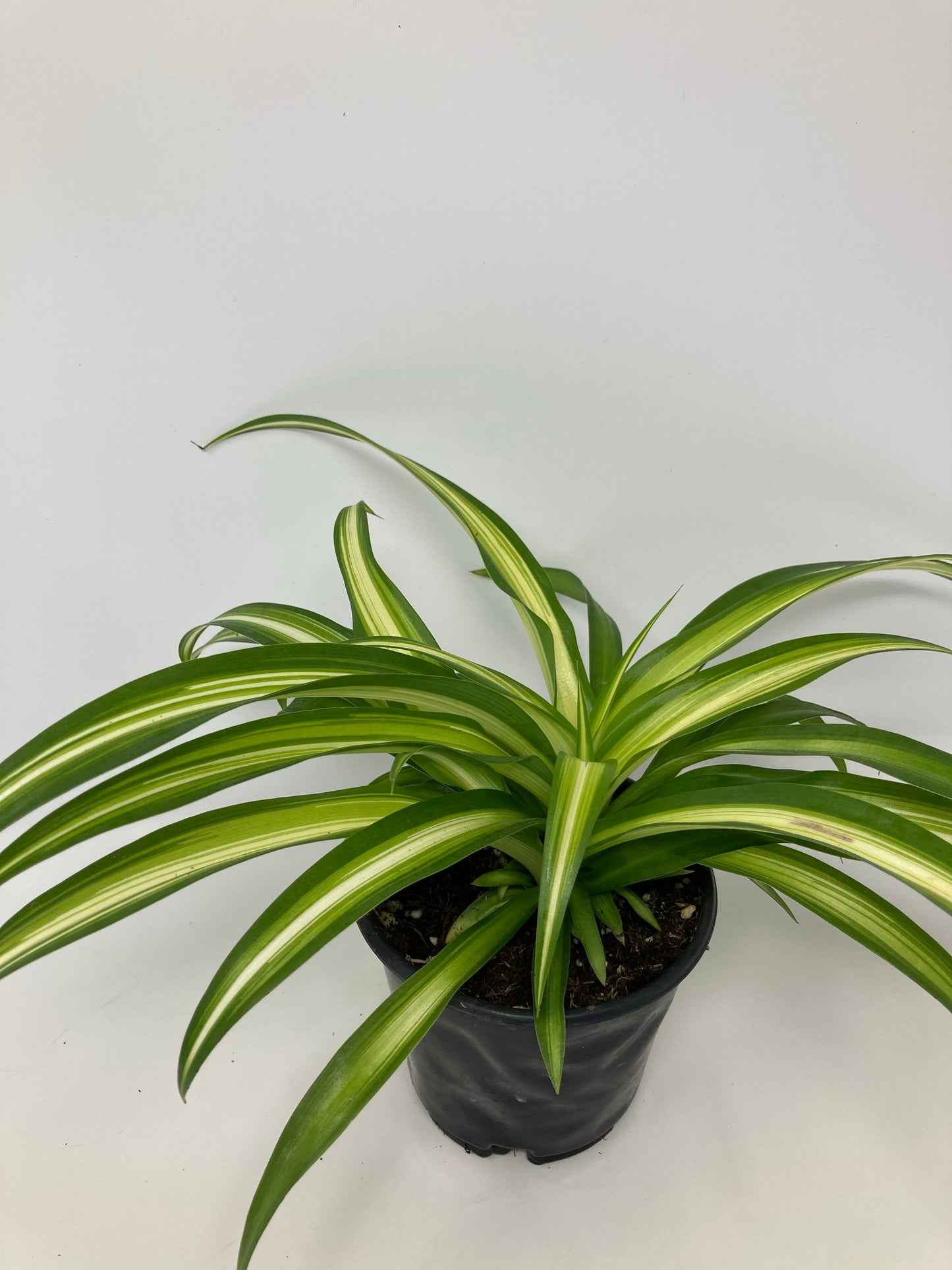 Chlorophytum Comosum 'Spider Plant'