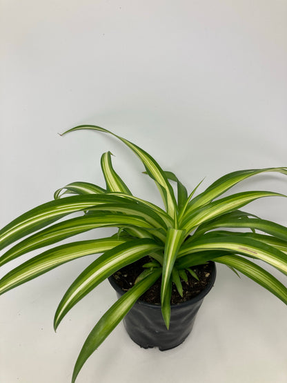Chlorophytum Comosum 'Spider Plant'