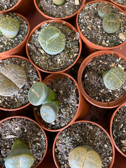 Lithops ‘Living Stones’ - 2.5" Pot