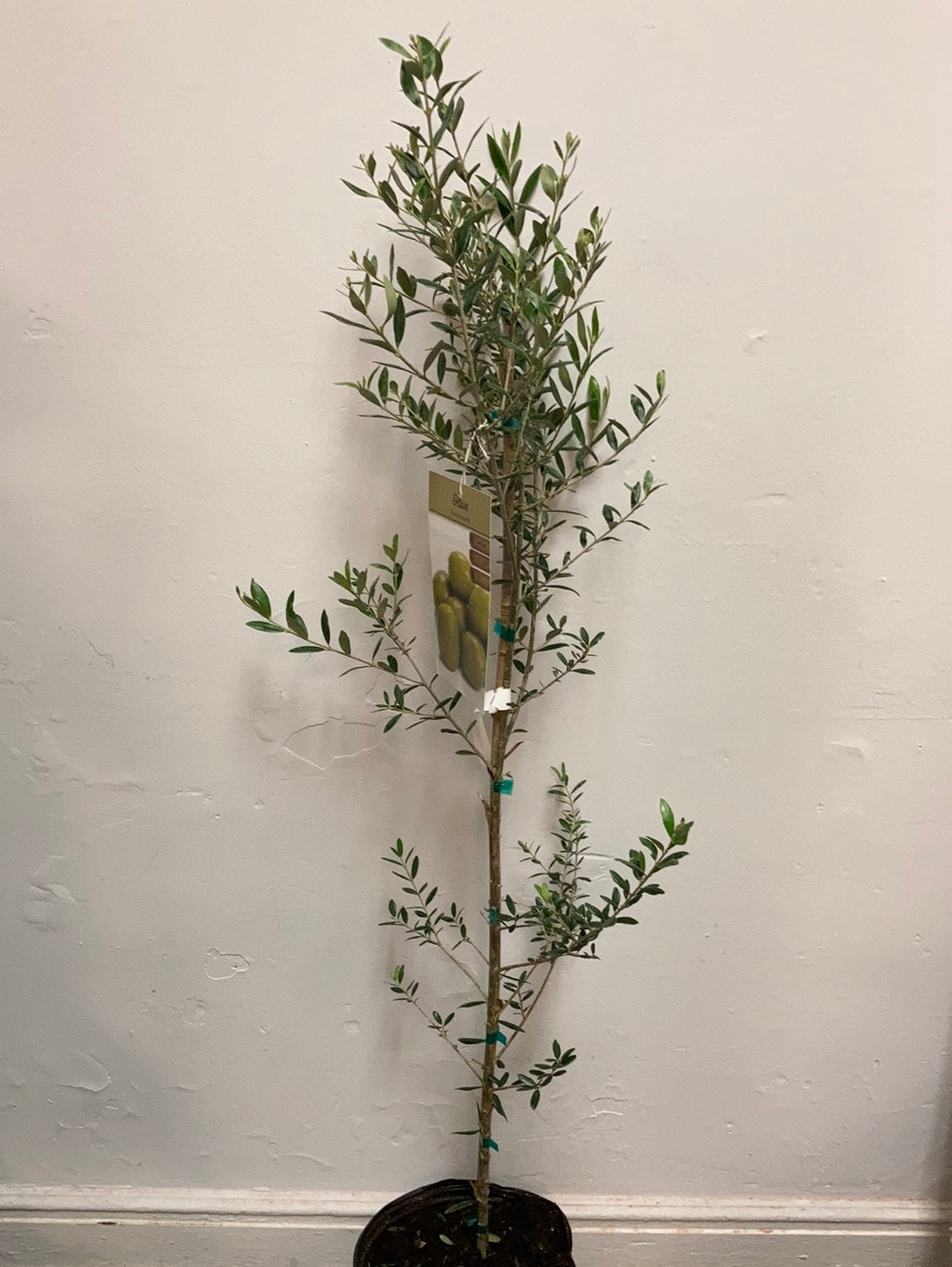 Olea europaea 'Olive Tree'