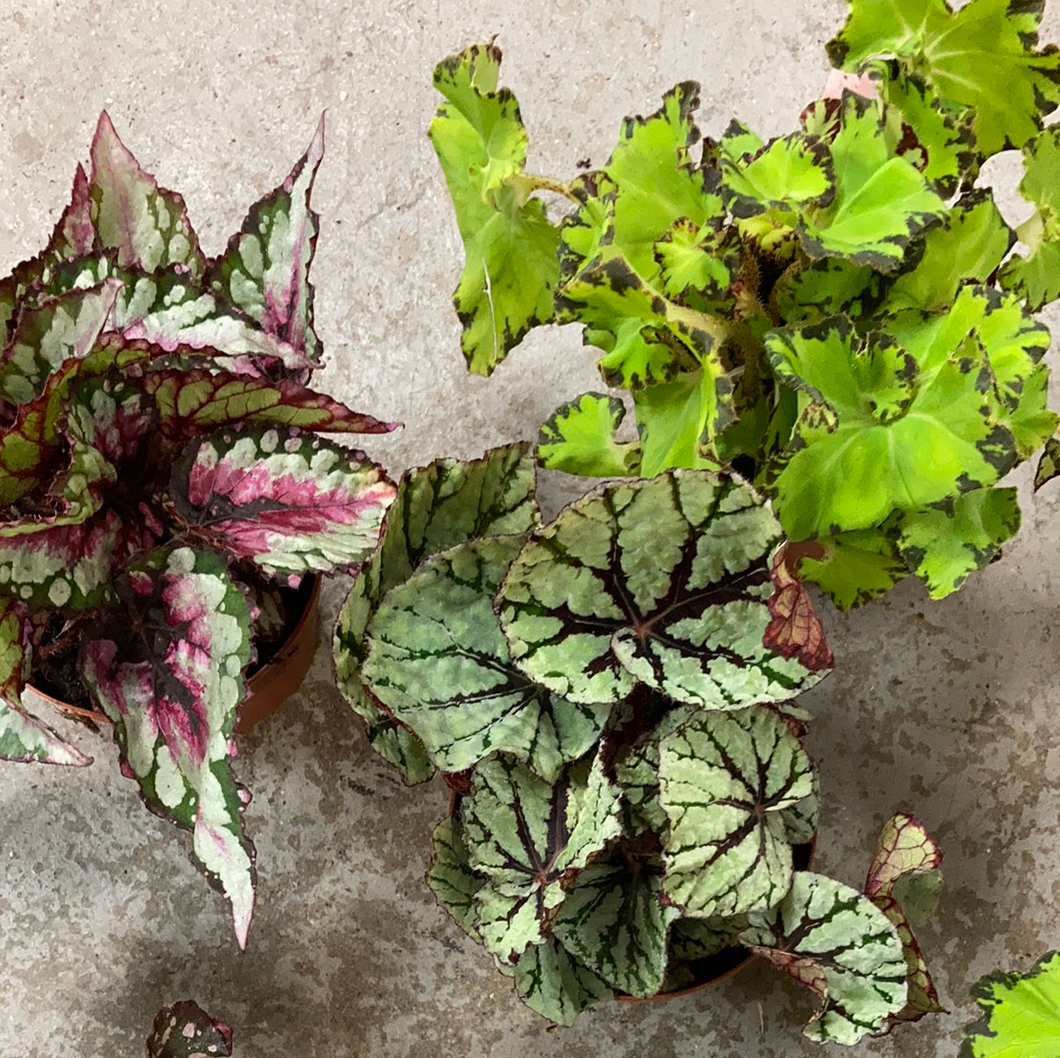 Rex Begonia 'Assorted'