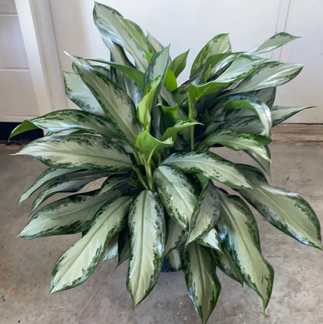 Aglaonema 'Emerald Bay'
