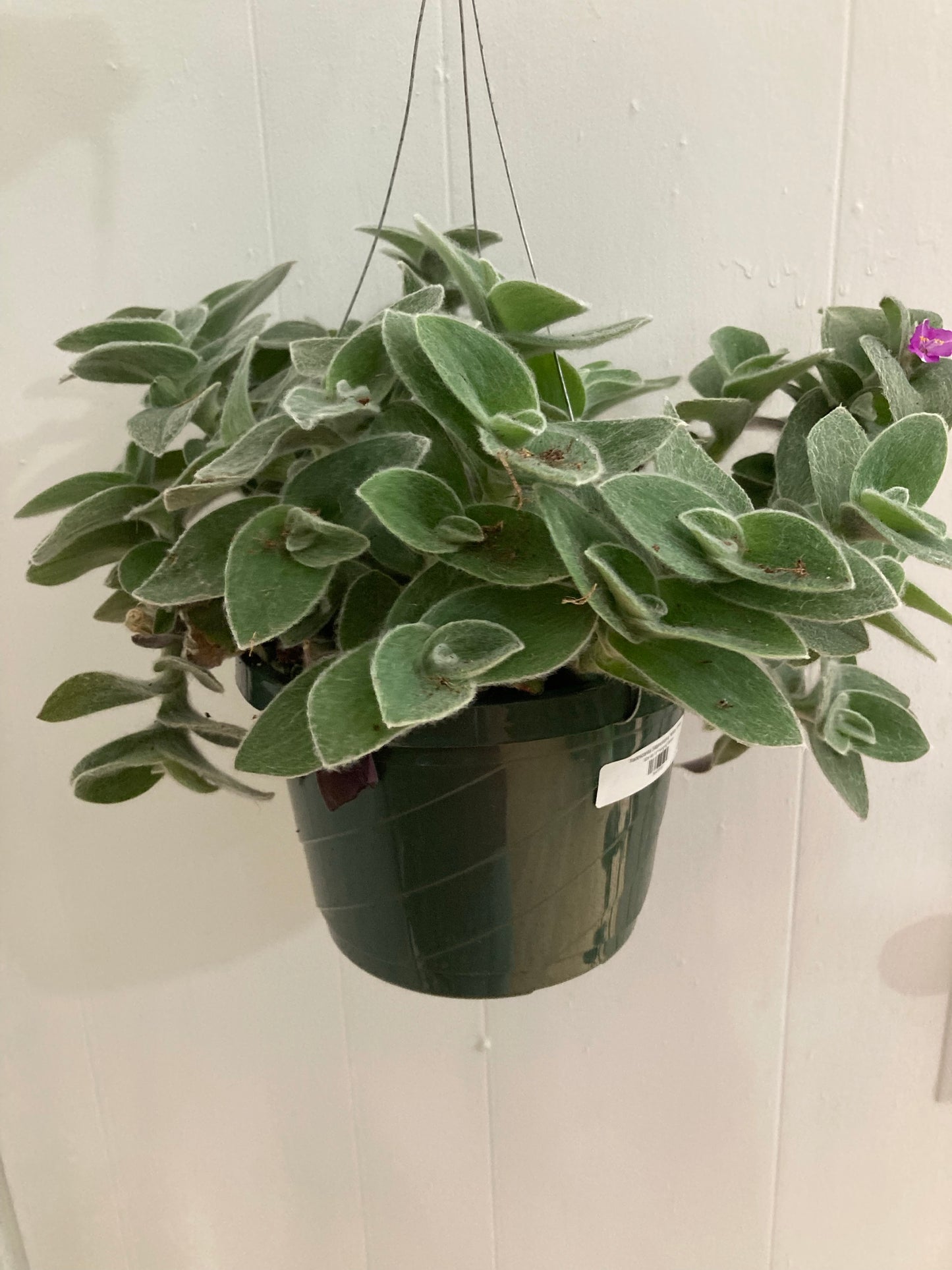 Tradescantia Sillamontana 'White Velvet'