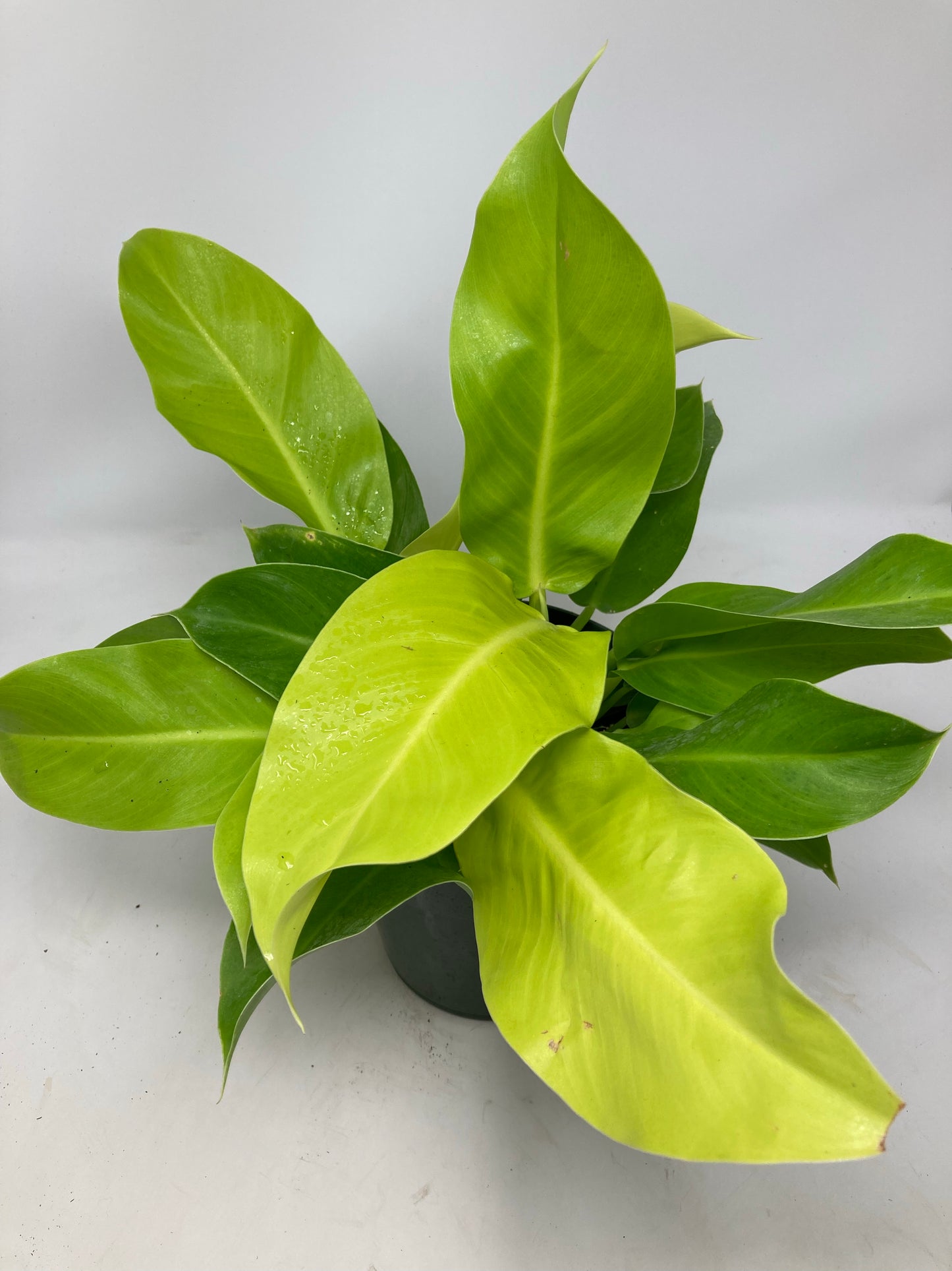 Philodendron 'Moonlight'