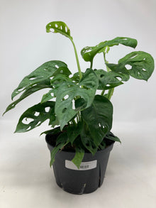 Monstera Adansonii 'Swiss Cheese'