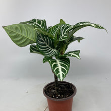 Aphelandra "Zebra Plant'