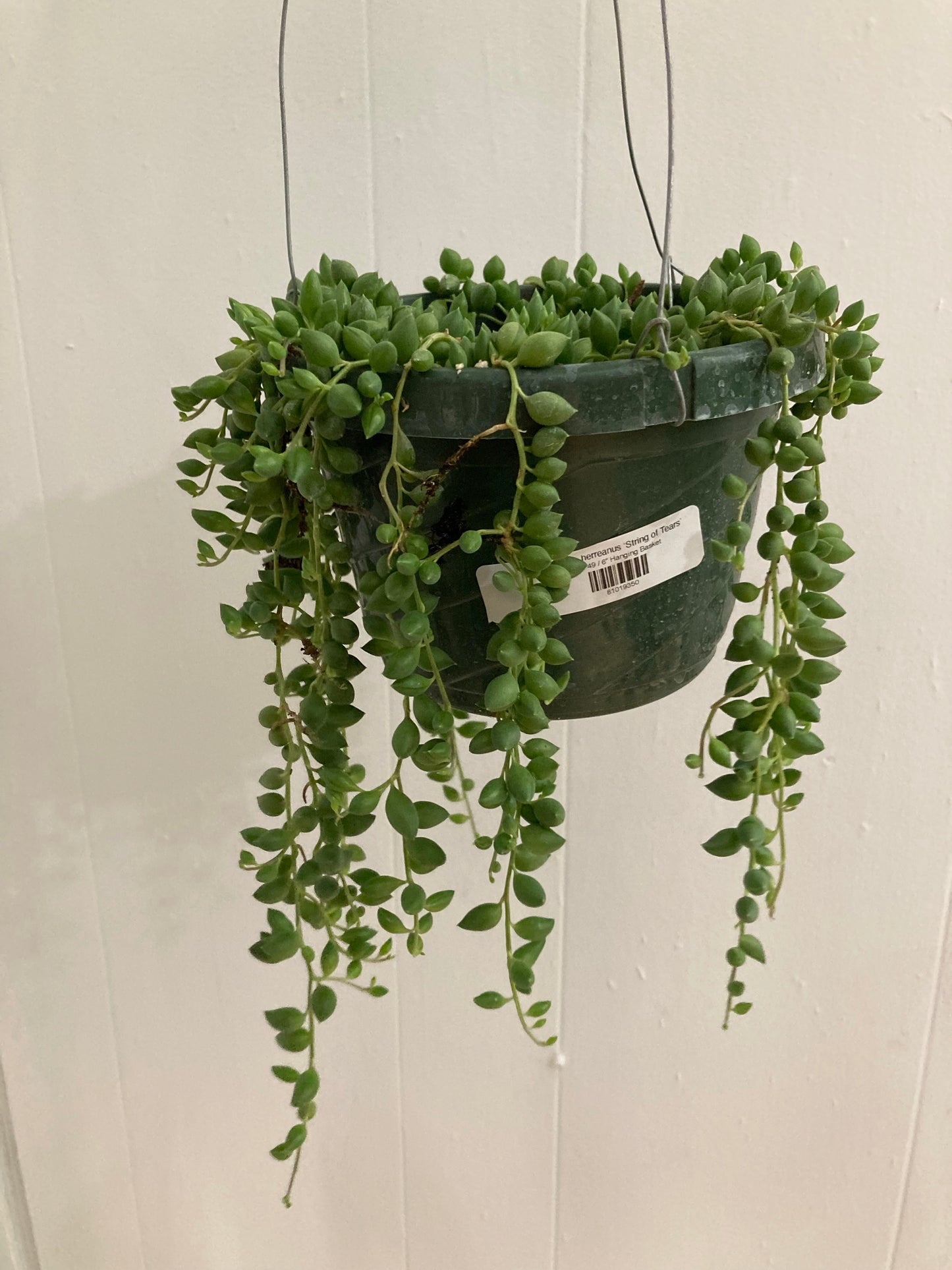 Senecio herreanus ‘String of Tears’ - 5" Hanging Basket