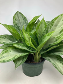 Aglaonema 'Silver Bay'