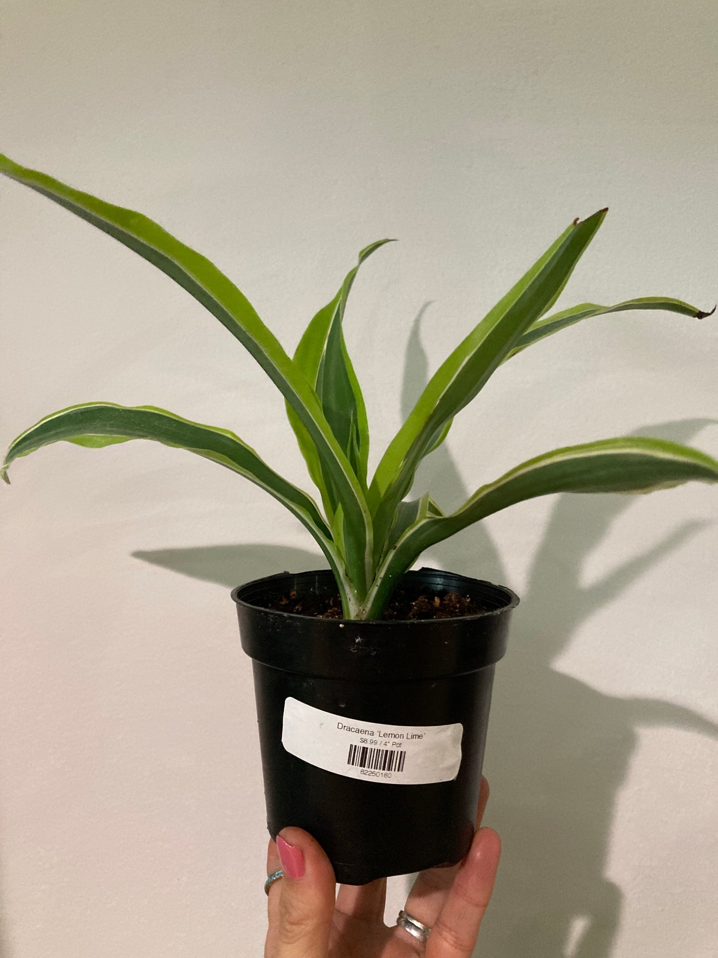 Dracaena ‘Lemon Lime’