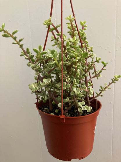 Portulacaria Afra 'Elephant Jade'