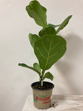 Load image into Gallery viewer, Ficus Lyrata &#39;Fiddle-Leaf Fig&#39;
